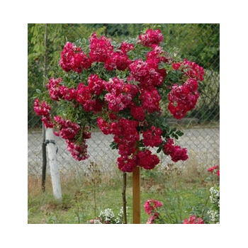 RÓŻA szczepiona odporna na mróz czerwono różowa sadzonki 80 / 100 cm